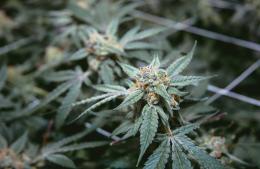 Nuevos encuentros de cannabis terapéutico en el Hospital San José