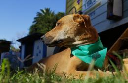 Cambios en el cronograma de castración de mascotas