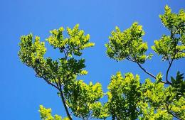 El Día del Árbol se celebra con un evento especial