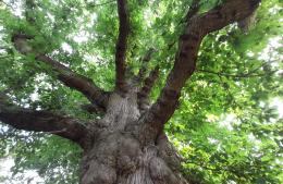 Evento especial para celebrar el Día del Árbol