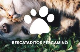 Rescataditos Pergamino: la deuda supera los 5 millones de pesos