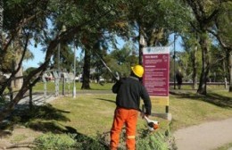 Piden cumplir con la ley en cuanto a arbolado público