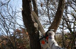 Registro de Forestadores y Podadores Urbanos