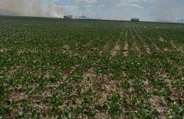 Las altas temperaturas y los días sin lluvias vuelven a complicar al campo