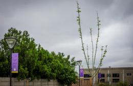 Intensa actividad de forestación en espacios verdes públicos