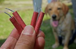 Pirotecnia: proteccionistas de animales se mostraron molestos con el municipio