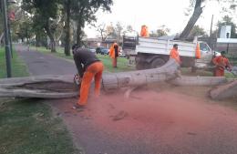 Continúa el plan de extracción de ejemplares secos