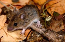 Campaña de prevención por el aumento de casos de hantavirus