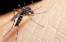 Dengue: en cuatro meses se confirmaron cinco casos